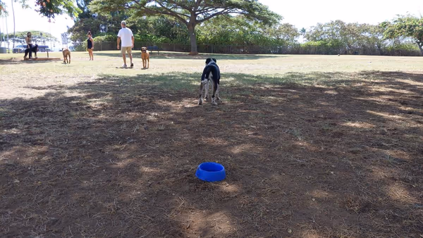 Elaine Dobashi Hawai'i Kai Dog Park